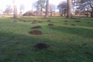mole catcher Oxshott